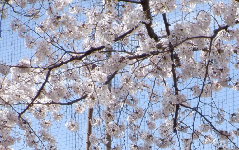 入学・入園おめでとう！