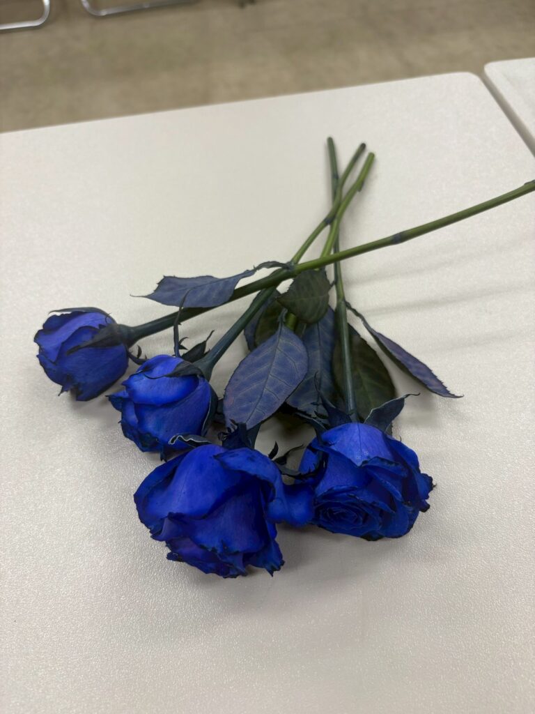 4月生まれのこどもたちへ！入舟寮にバラ王子がやってきた🌹✨